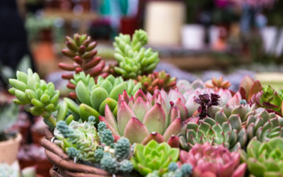 Succulentes : les erreurs les plus courantes (et comment les éviter)
