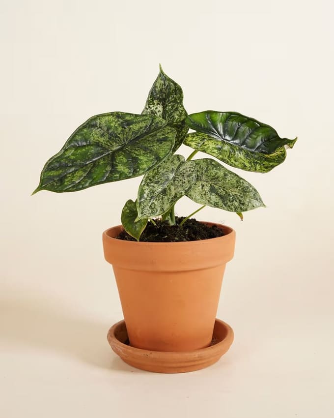 Alocasia Dragon Scale Mint Variegated