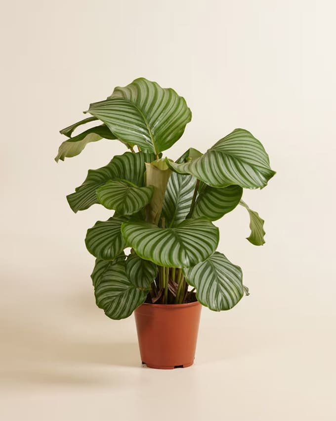 Calathea Orbifolia