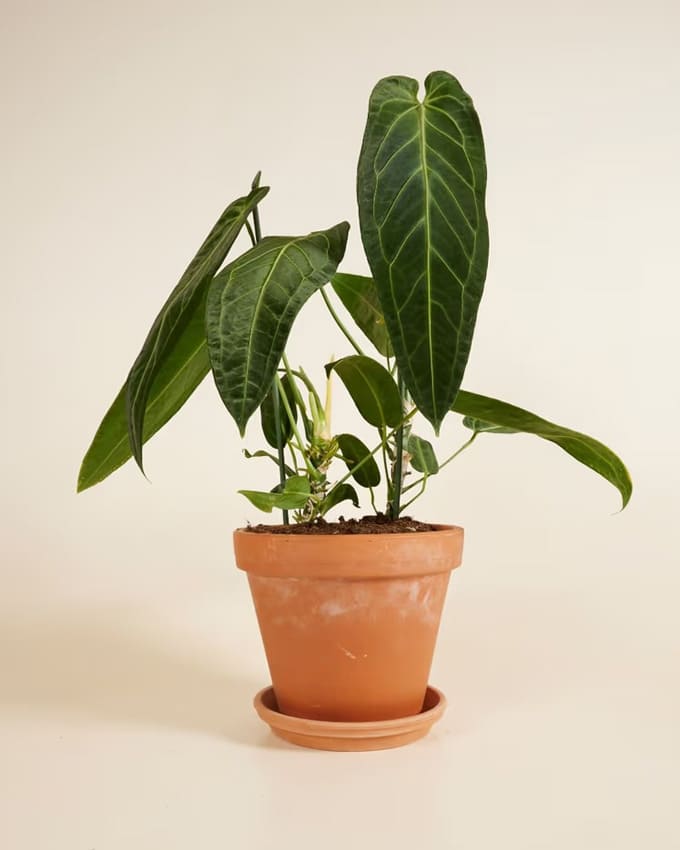 Philodendron Warocqueanum