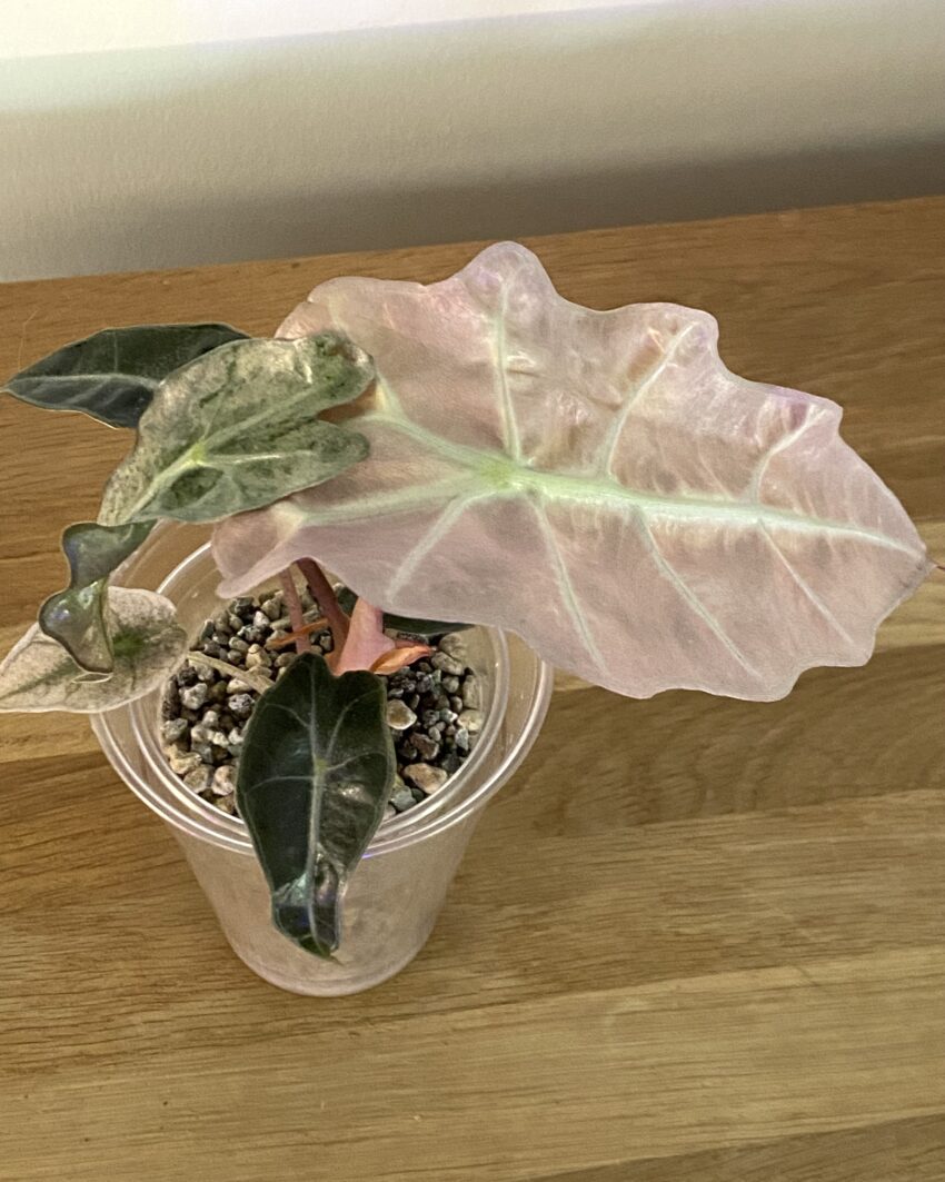 Alocasia Polly Variegata