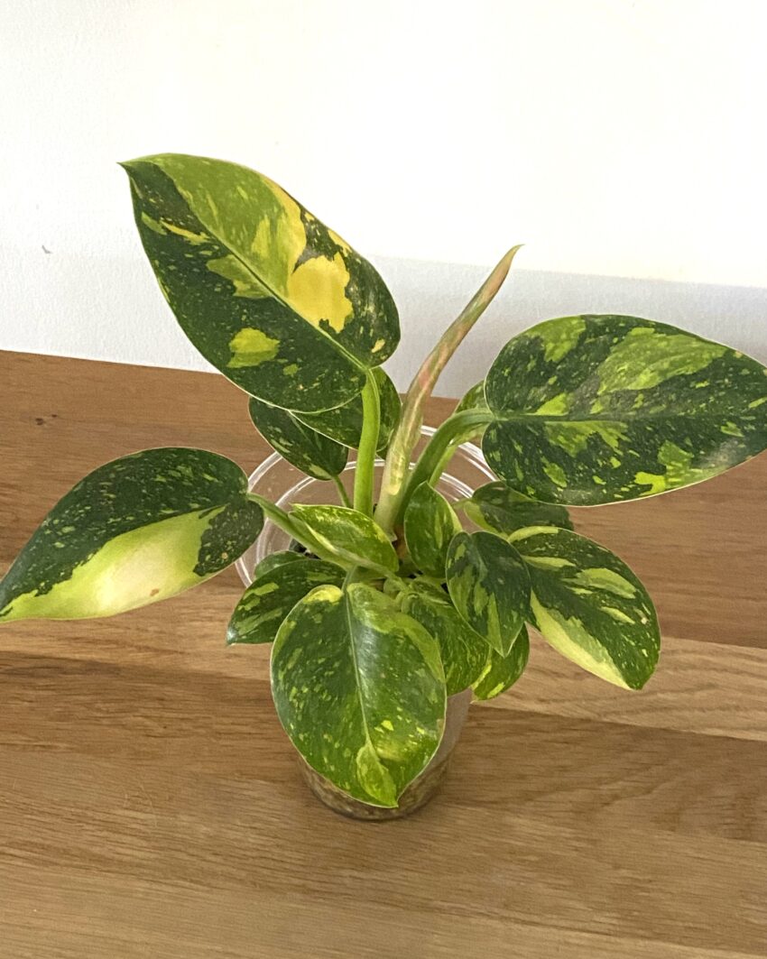 Philodendron Green Congo Marble Variegata