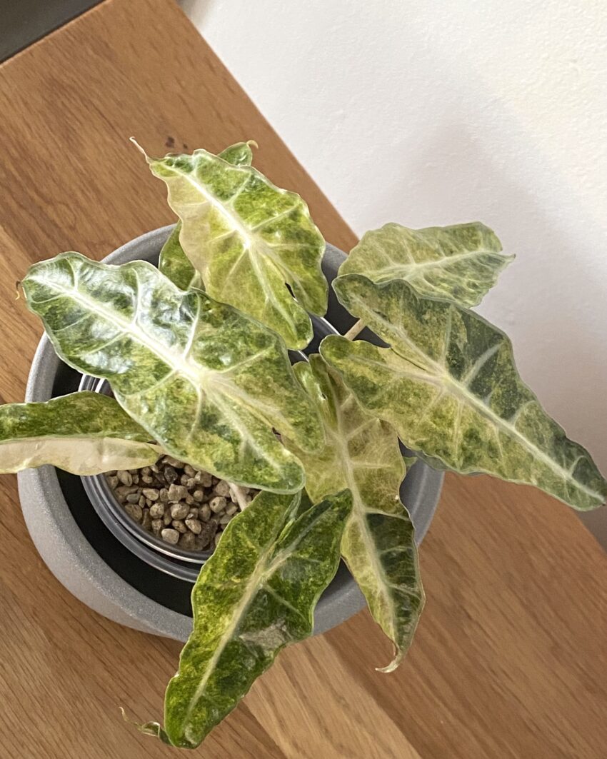 Alocasia Polly Yellow Variegata plante rare