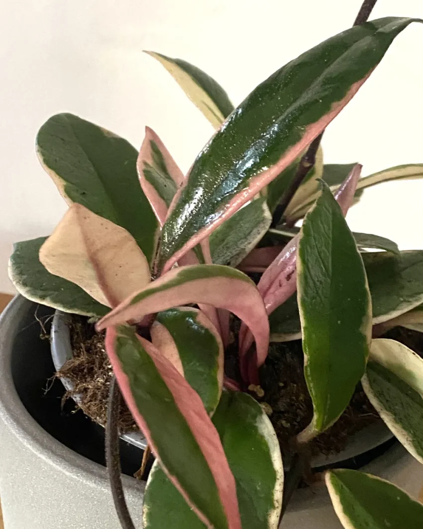 Hoya Carnosa Flamingo Dream aux feuilles panachées rose intense et vert foncé.